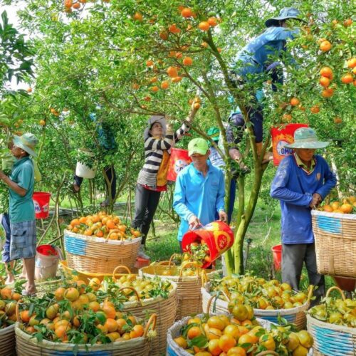 North Vietnam farming tour